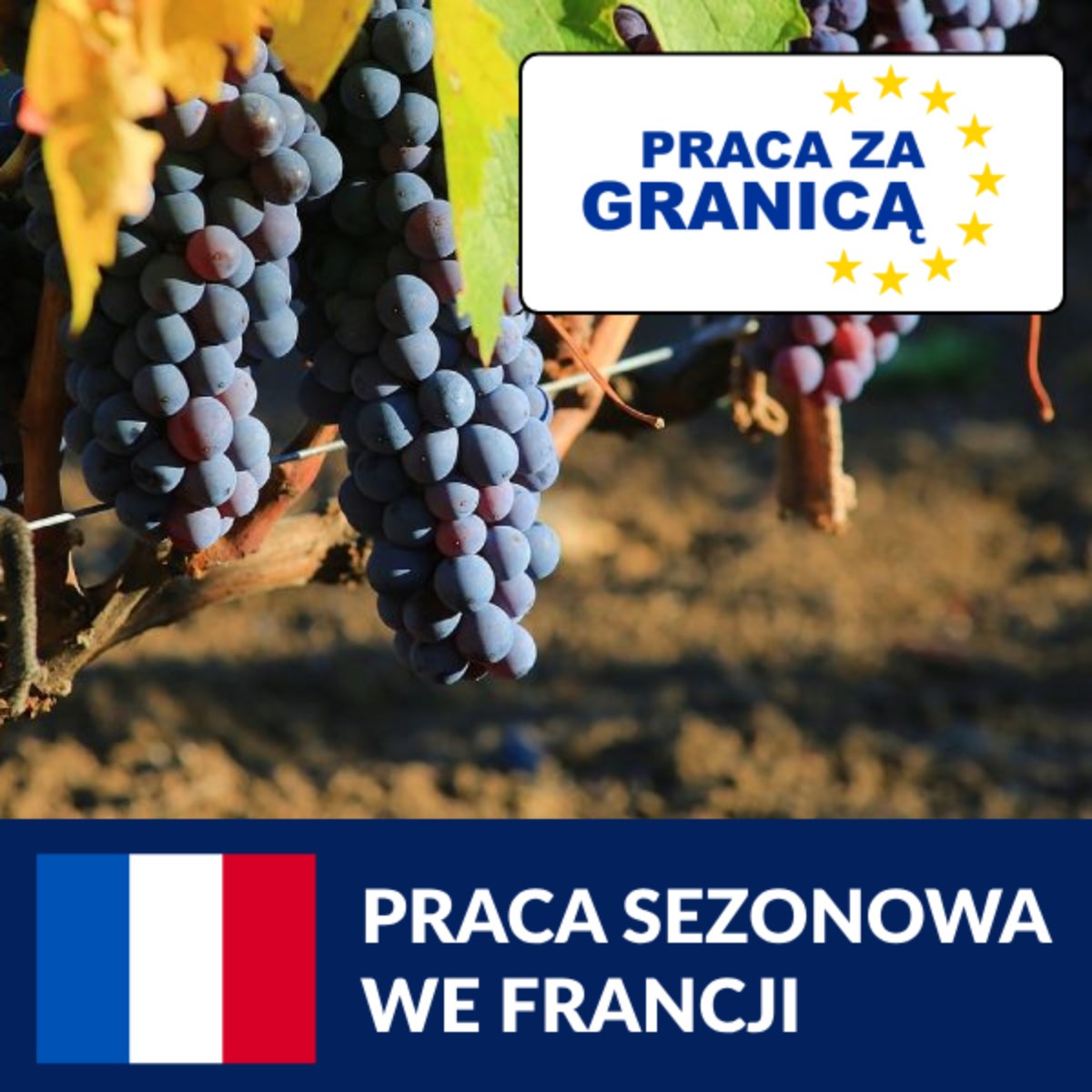 Praca sezonowa we Francji