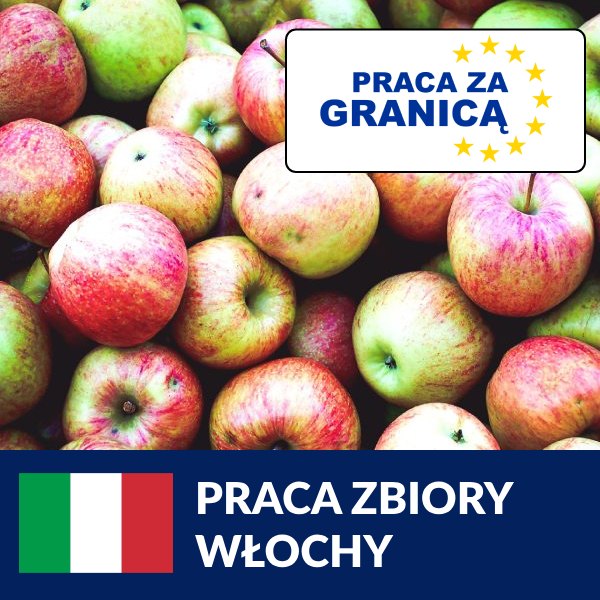 Praca zbiory Włochy